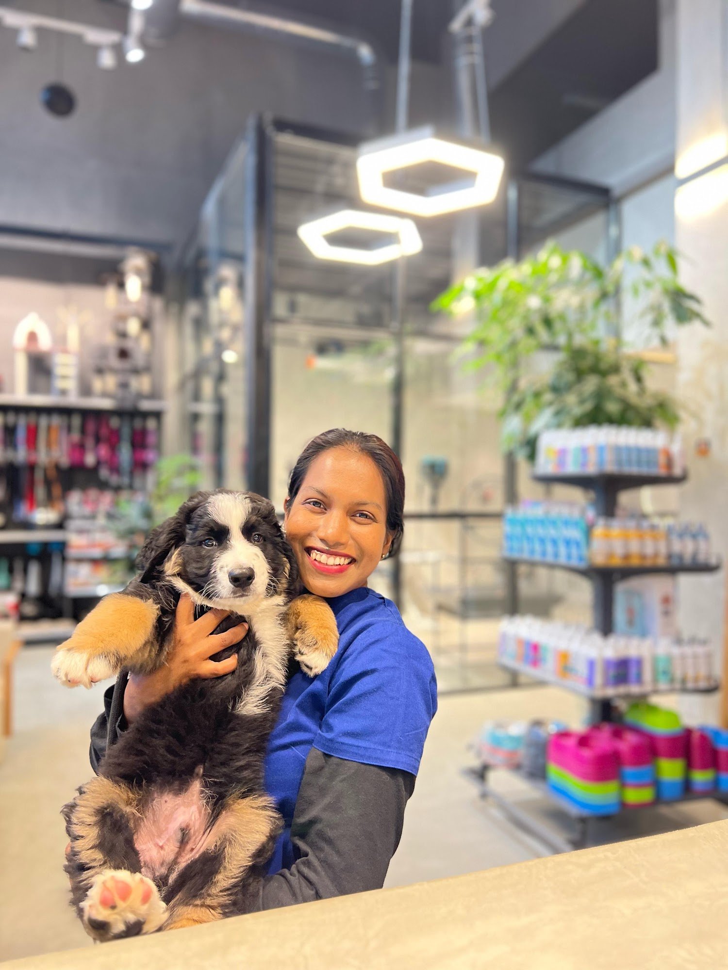 Caring boarding suite and resting pet